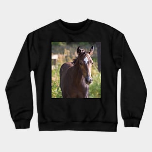 TB COLT Crewneck Sweatshirt